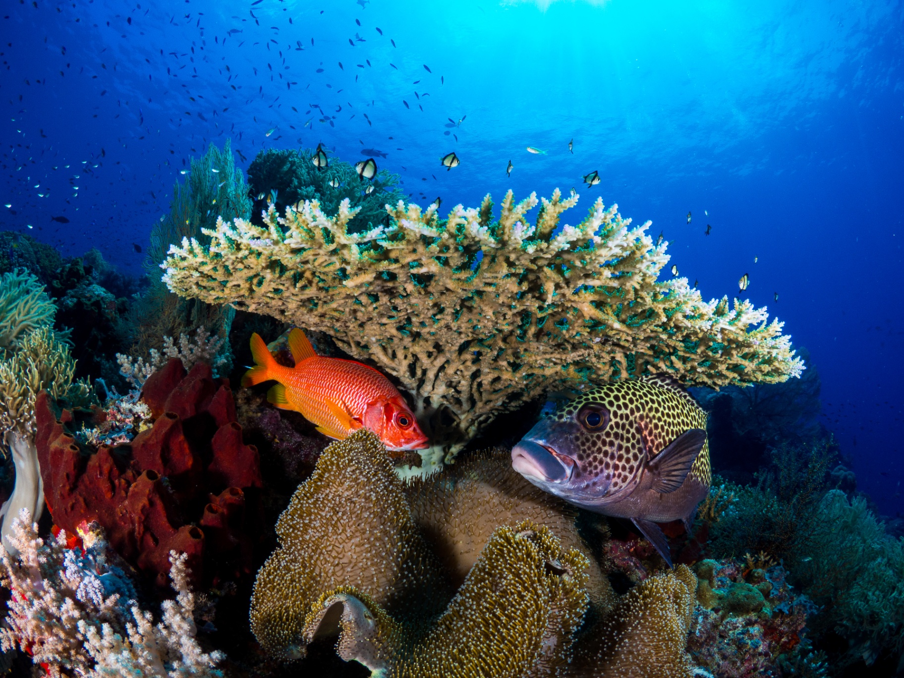 Vibrant coral garden with sweetlips and squirrelfish sheltering beneath table coral — Deep Sea Pearl private yacht charter, Palawan