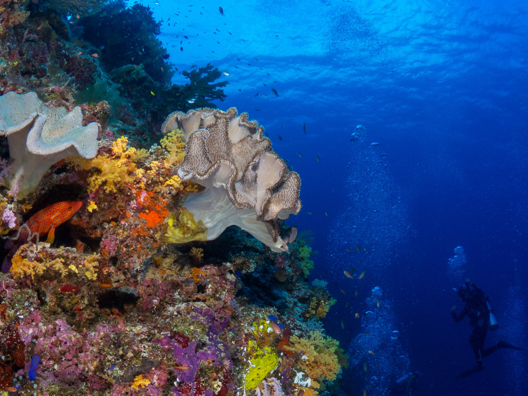 Cinematic coral reef wall with soft corals, a coral grouper, and a distant diver in blue water — Deep Sea Pearl private yacht charter, Palawan, Philippines
